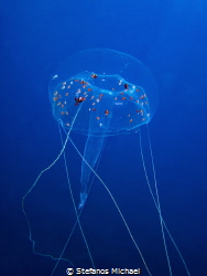 Jellyfish - Geryonia proboscidalis by Stefanos Michael 